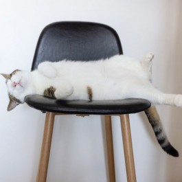 고양이는 왜 그렇게 많이 자는 걸까? 고양이 16시간 vs 기린 2시간(2025년 업데이트)